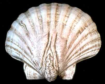Yoni-shaped Shell: Kteis
