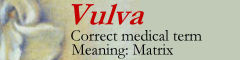 Vulva