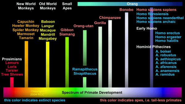 Chart of Primate Development