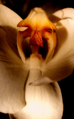 image of Orchid