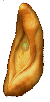 Yoni Jewelry, USA
