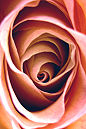 rose petals