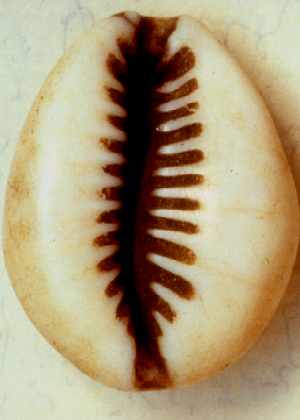 image of Cowry shell